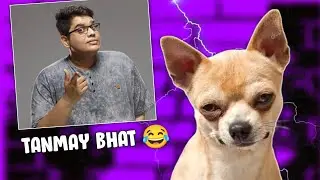 Noob Dog Roasting Tanmay Bhat 😂