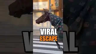 This Horse Escaped, Went Viral & Then Came Back