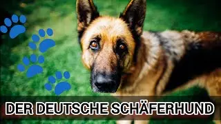 Deutscher Schäferhund 🐕 | Alles über Charakter, Größe, Pflege & Beliebtheit