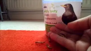 Dwarf hamster diet