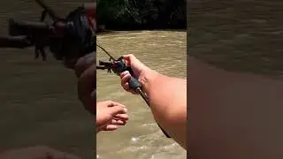 Kelah Pelian Empurau SISIK EMAS Besar | Mahseer | stream fishing
