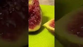 #figtree #figplant #gardening