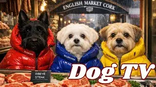 Dog TV | The Terriers Get Another Break in The Rain 🤗