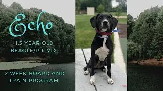 Best Dog Training in Chicago! 1.5 year old Beagle/Pit mix, Echo!