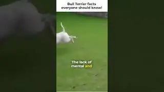 Amazing &Beta;ull terrier facts !