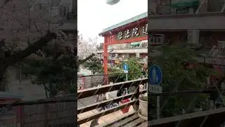 Sensoji view sakura #cute #handmade #sensojitemple