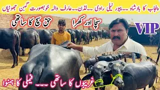 World Best gabban Jhotian in Nankana | Tayyar PEHLAN Jotian | World Record Milking Buffaloes Plan