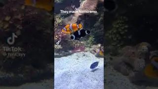 Emo Nemo🖤🖤🖤🐠 #pixar #findingnemo #findingdory