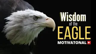 Wisdom of the Eagle | Eagle mentality Motivational video