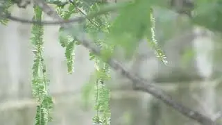 Common woodshrike