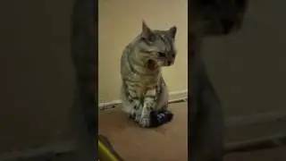 Biceps or triceps #humor #funnycats #coolcats #cat #cats #catvideos #funnyvideo #laughter