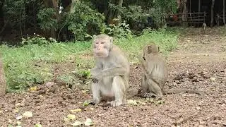 Daily monkey eating show action