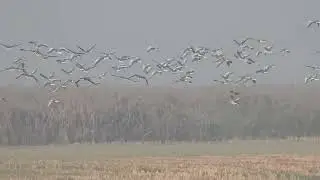 Greylag Geese , Barheaded Geese.              Harike Bird Sanctuary punjab India 