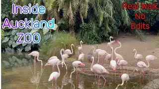 A Real Walk Through Auckland Zoo 🫶 No Edits, Just Real Life💝 Part 5  #aucklandzoo #nature #park