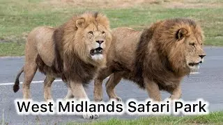 West Midlands Safari Park(Birmingham-UK) #zoo #safari #animals #birmingham #england #انگلیس