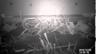 Shrew (Crocidura russula) captured with trail camera