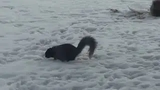 Завтрак на снегу