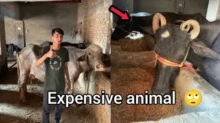 Most expensive animal | SL Pet House 🫣