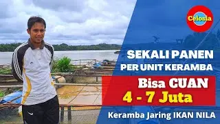 MANTAP !! Usaha Budidaya IKAN NILA HITAM, Satu Keramba Jaring Bisa Dapat Rp 4-7 Juta per panen