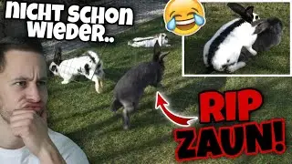Blue ZERSTÖRT den ZAUN schon wieder! 🙄 - Kaninchen im Freigehege | Schustrich S 2.0 ⭐