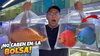 Secretos del Mercado de la Morelos: La bodega de Don Fernando.