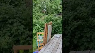 Garden transformation 3