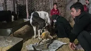 Triplets! and the joy of the children for the goats