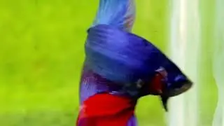 DA8 BLUE BASE HALFMOON BETTA FISH IKAN LAGA IKAN CUPANG