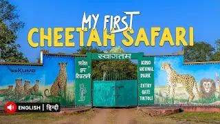 Kuno National Park || sheopur || madhya Pradesh | mp31 | nonoura ghati karhal | ys_solanky | cheetah