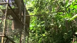 Pair of Javan Gibbons first steps to the wild