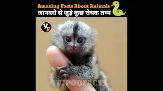 Amazing Facts About Animals 🐍 || Vipoo Facts #shorts @MRINDIANHACKER @CrazyXYZ