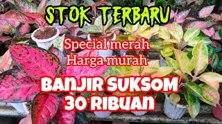 AGLONEMA MURAH TERBARU ✅ SUKSOM 30K