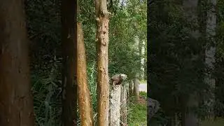 macaquinho perto de casa com som original #naturezasurpreendente #macaco #fofo #som
