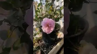 The Tragic True Story Behind the Pink Flower Love Song