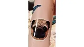 AMAZING REVIEWS!! Water Bottle Stickers 35 Pack - Trendy/Cute/Aesthetic/Cool Animal Decals - Car/..