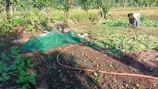 This is Nepali mountain Village life farming struggle life style women working life #villagelife 