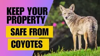 How to Keep Coyotes Away from Your Property
