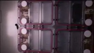 Ants In Space Work Hard To Move In Microgravity | Video