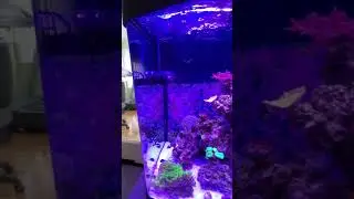 Biocube 32 Gallon Walkthrough