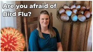 How Bird Flu Affects Backyard Flocks | Chicken Health | Avian Influenza | Homesteading News Ep. 88