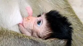 Very Happy For Baby Successy Milked, Monkey Recorder PT1097