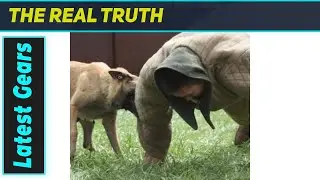 Dog Training Bite Suit: The Ultimate Protection?