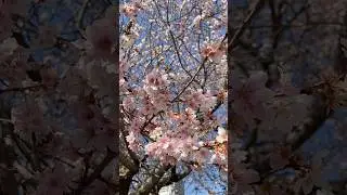 【シキザクラ】堀川 納屋橋2026年1月中旬short