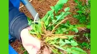 Kill Dandelions w/o Weed Killer #Shorts #Kill Dandelions