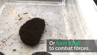 a ball of fire ants behaves like a material