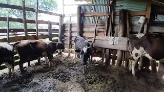 Banda la ngombe LISILOFAA na nini cha KUFANYA ufuge kwa TIJA