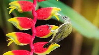 Little Spiderhunter Bird (Arachnothera longirostra) - 4K