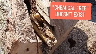 Swarmstead Bees LIVE | Treatment Free | 