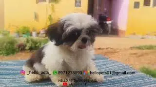 Hellopets.01 #shihtzu  #reels #new #puppy #dog #dogsofinstagram #kannada #rcb #karnataka