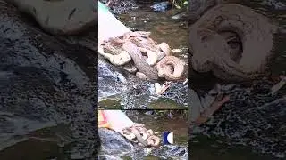 A clutch of highly venomous Russell's vipers set free